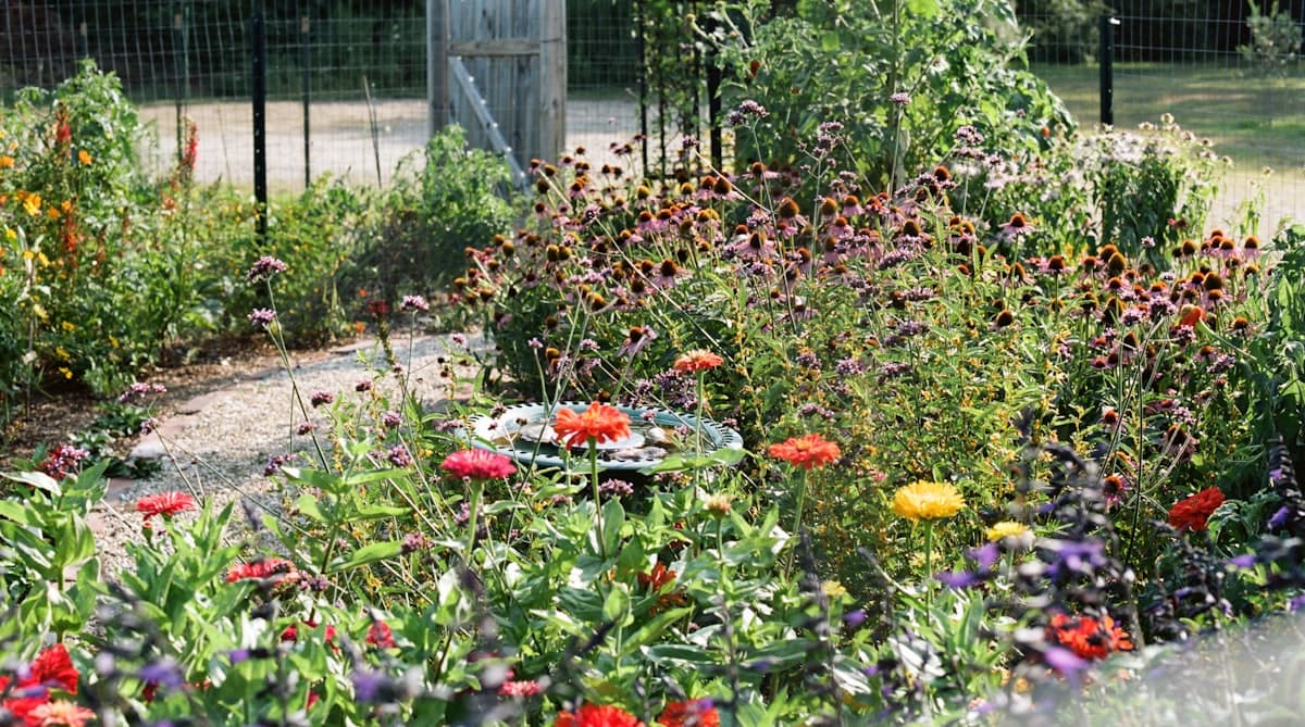 Colorful budget-friendly garden with native flowers, coneflowers, and zinnias along a gravel path